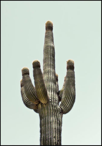 Saguaro | INDRAMMET BILLEDE Indrammet billede MF