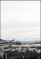 Woodland | INDRAMMET BILLEDE