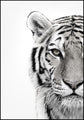 White Tiger | INDRAMMET BILLEDE