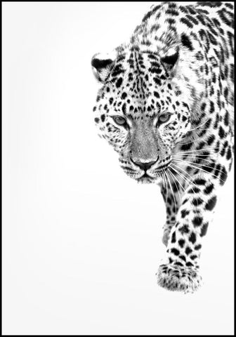 White Leopard | INDRAMMET BILLEDE Indrammet billede MF