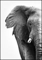 White Elephant | INDRAMMET BILLEDE