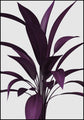 Purple Render | INDRAMMET BILLEDE