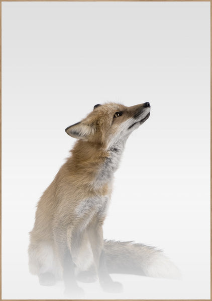 Misty Fox | INDRAMMET BILLEDE Indrammet billede MF