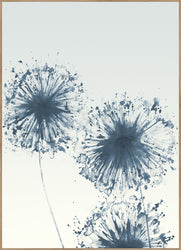 Dandelions 3 | INDRAMMET BILLEDE Indrammet billede MF