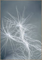 Dream weaver blue | INDRAMMET BILLEDE