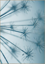 Star burst | INDRAMMET BILLEDE Indrammet billede MF