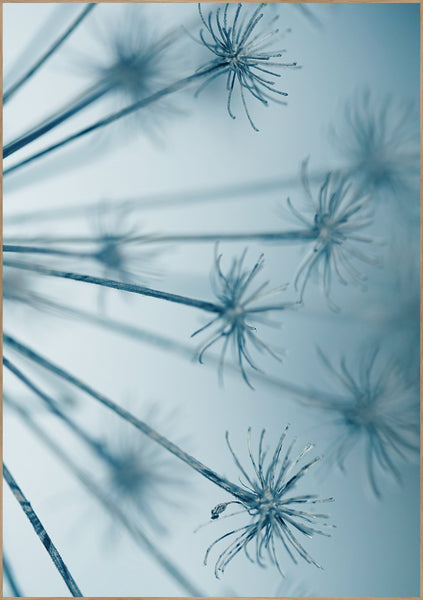 Star burst | INDRAMMET BILLEDE Indrammet billede MF