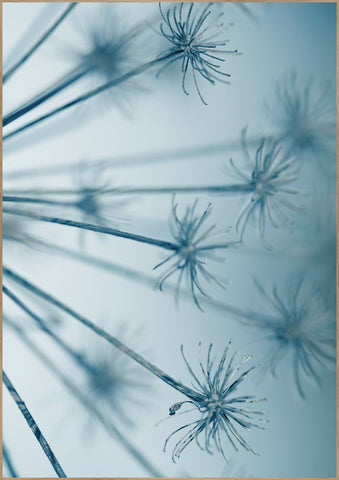 Star burst | INDRAMMET BILLEDE Indrammet billede MF