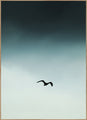Seagul blue | INDRAMMET BILLEDE