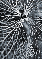 Winterspell | INDRAMMET BILLEDE Indrammet billede MF 30x40 Egeramme