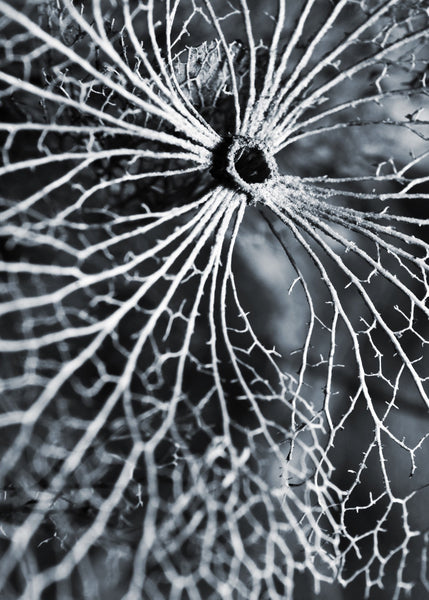 Winterspell | INDRAMMET BILLEDE Indrammet billede MF