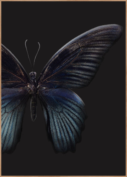 Black Butterfly | INDRAMMET BILLEDE Indrammet billede MF