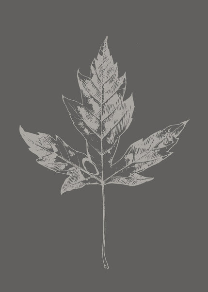Botanica-5 | INDRAMMET BILLEDE Indrammet billede MF
