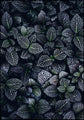 Moon Flowers | INDRAMMET BILLEDE