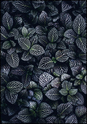 Moon Flowers | INDRAMMET BILLEDE Indrammet billede MF