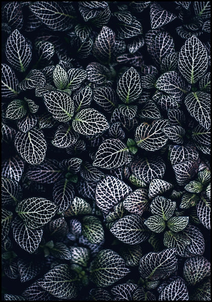 Moon Flowers | INDRAMMET BILLEDE Indrammet billede MF