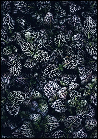 Moon Flowers | INDRAMMET BILLEDE Indrammet billede MF