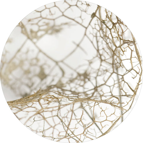 Leaf skeleton | CIRCLE ART Circle Art ART COPENHAGEN   