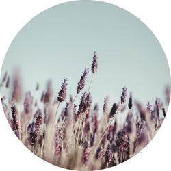 Field haze | CIRCLE ART Circle Art ART COPENHAGEN   