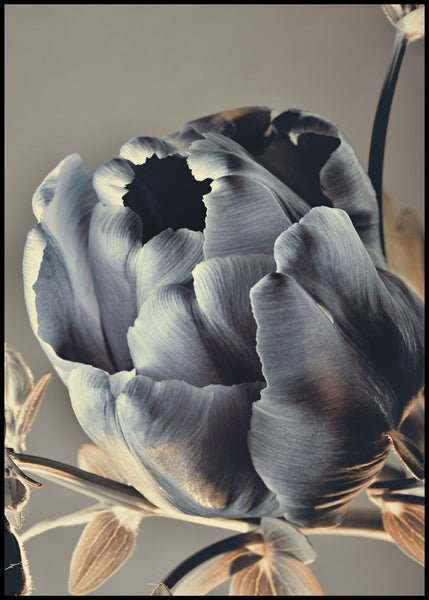 Baroque 3 | INDRAMMET BILLEDE Indrammet billede MF 30x40 Sort