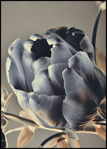 Baroque 3 | INDRAMMET BILLEDE Indrammet billede MF 30x40 Sort