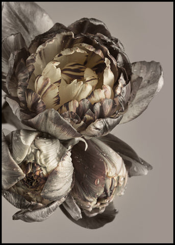 Baroque 4 | INDRAMMET BILLEDE Indrammet billede MF 30x40 Sort