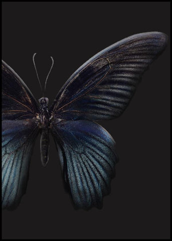 Black Butterfly | INDRAMMET BILLEDE Indrammet billede MF