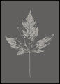 Botanica-5 | INDRAMMET BILLEDE