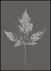 Botanica-5 | INDRAMMET BILLEDE Indrammet billede MF