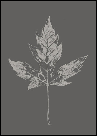 Botanica-5 | INDRAMMET BILLEDE Indrammet billede MF