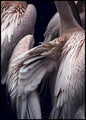 Flamboyance 1 | INDRAMMET BILLEDE