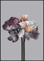 Virtue 1 | INDRAMMET BILLEDE