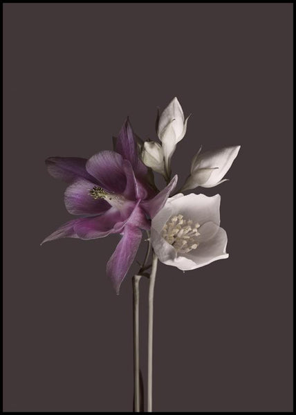 Virtue 2 | INDRAMMET BILLEDE Indrammet billede MF 30x40 Sort