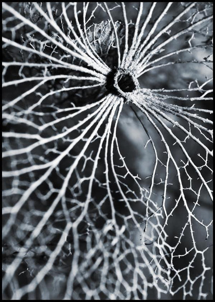 Winterspell | INDRAMMET BILLEDE Indrammet billede MF 30x40 Sort