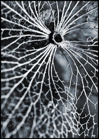 Winterspell | INDRAMMET BILLEDE Indrammet billede MF 30x40 Sort