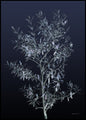 Black Olive | INDRAMMET BILLEDE