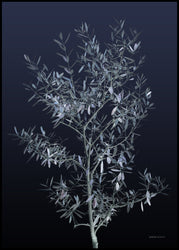 Black Olive | INDRAMMET BILLEDE Indrammet billede MF 30x40 Sort