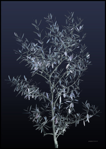 Black Olive | INDRAMMET BILLEDE Indrammet billede MF 30x40 Sort