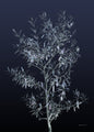Black Olive | PLAKAT