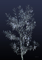 Black Olive | PLAKAT Plakat MF