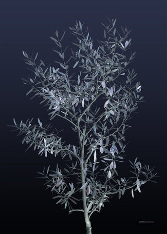 Black Olive | PLAKAT Plakat MF