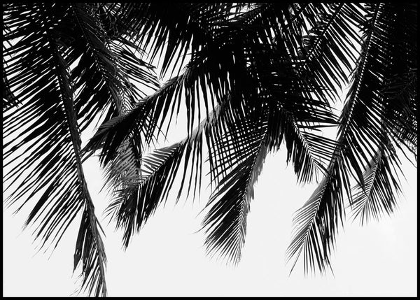 Black Palms | INDRAMMET BILLEDE Indrammet billede MF 30x40 Sort