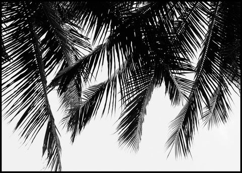 Black Palms | INDRAMMET BILLEDE Indrammet billede MF 30x40 Sort