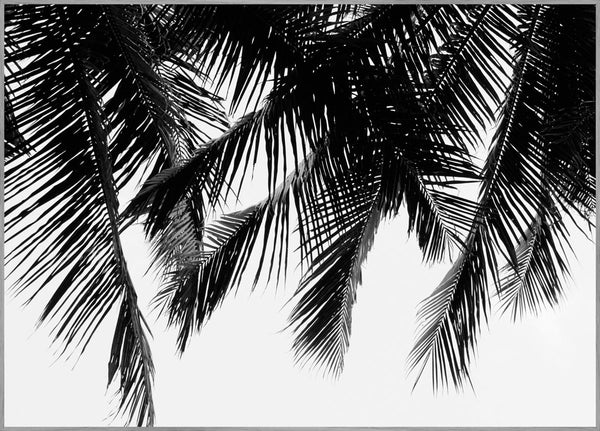 Black Palms | INDRAMMET BILLEDE Indrammet billede MF 30x40 Egeramme