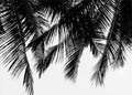 Black Palms | PLAKAT