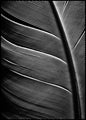 Black feather | INDRAMMET BILLEDE