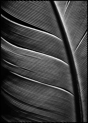 Black feather | INDRAMMET BILLEDE Indrammet billede MF 30x40 Sort