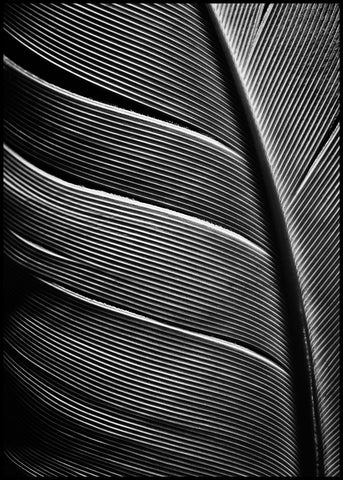 Black feather | INDRAMMET BILLEDE Indrammet billede MF 30x40 Sort