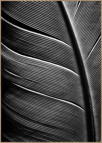 Black feather | INDRAMMET BILLEDE Indrammet billede MF 30x40 Egeramme