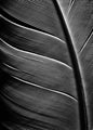 Black feather | PLAKAT